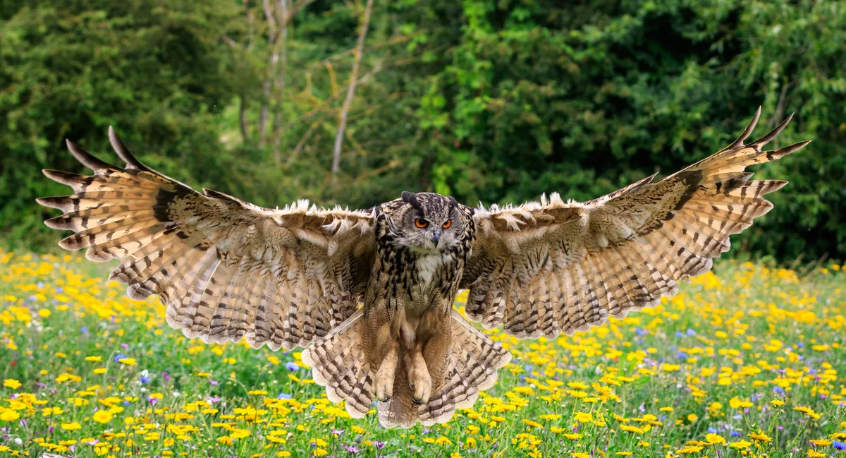 Uhu Größe - Vögel in Europa