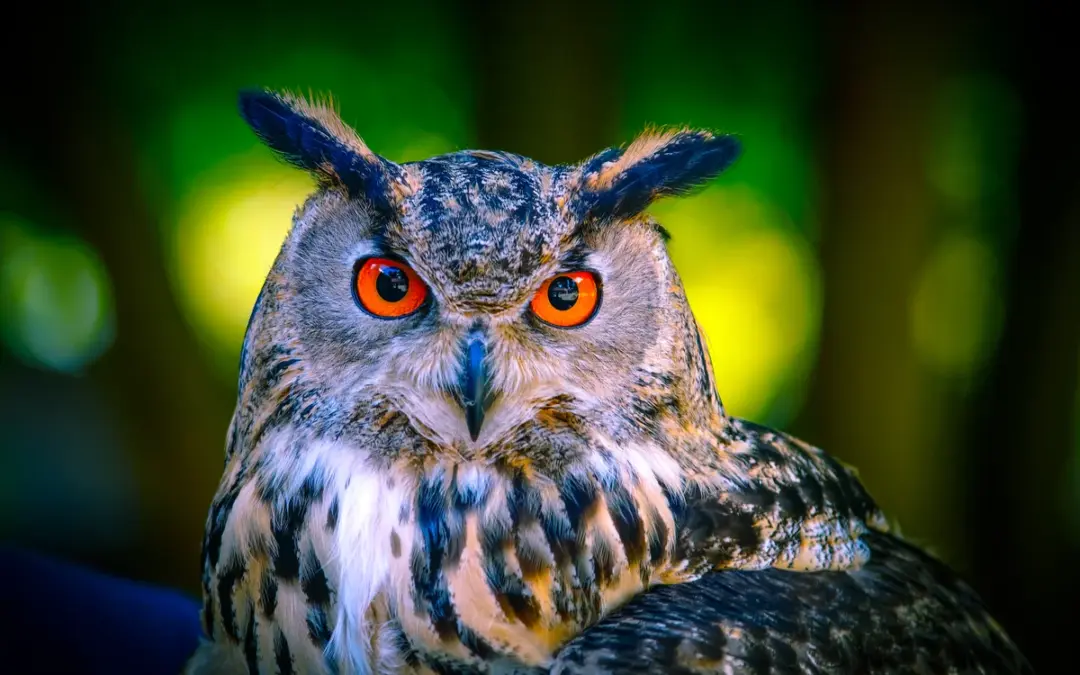 Uhu Ruf – So klingt die Nacht in Deutschlands Wäldern