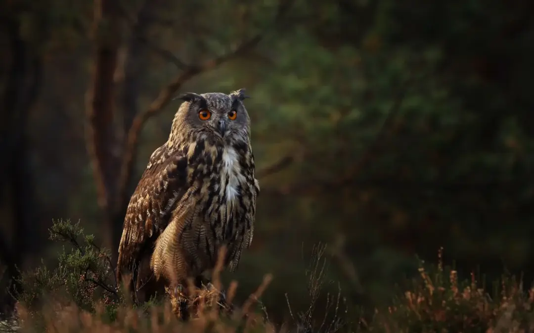 Uhu oder Eule – wie du sie richtig einordnest und erkennst