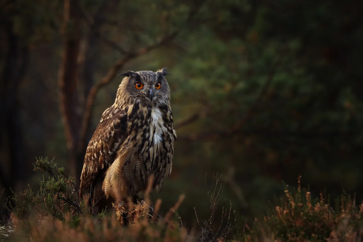 Uhu oder Eule - Wir zeigen dir den Unterschied - Vögel in Europa