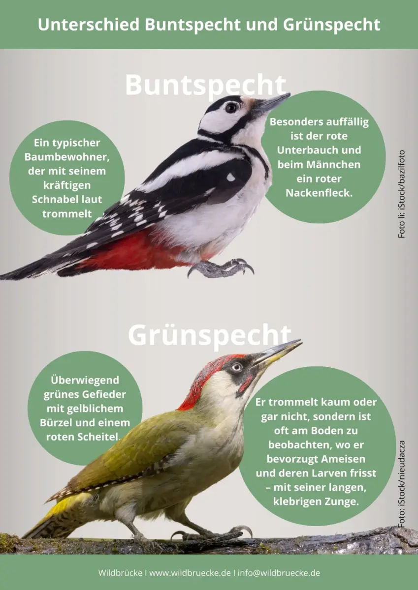 Unterschied Buntspecht und Grünspecht