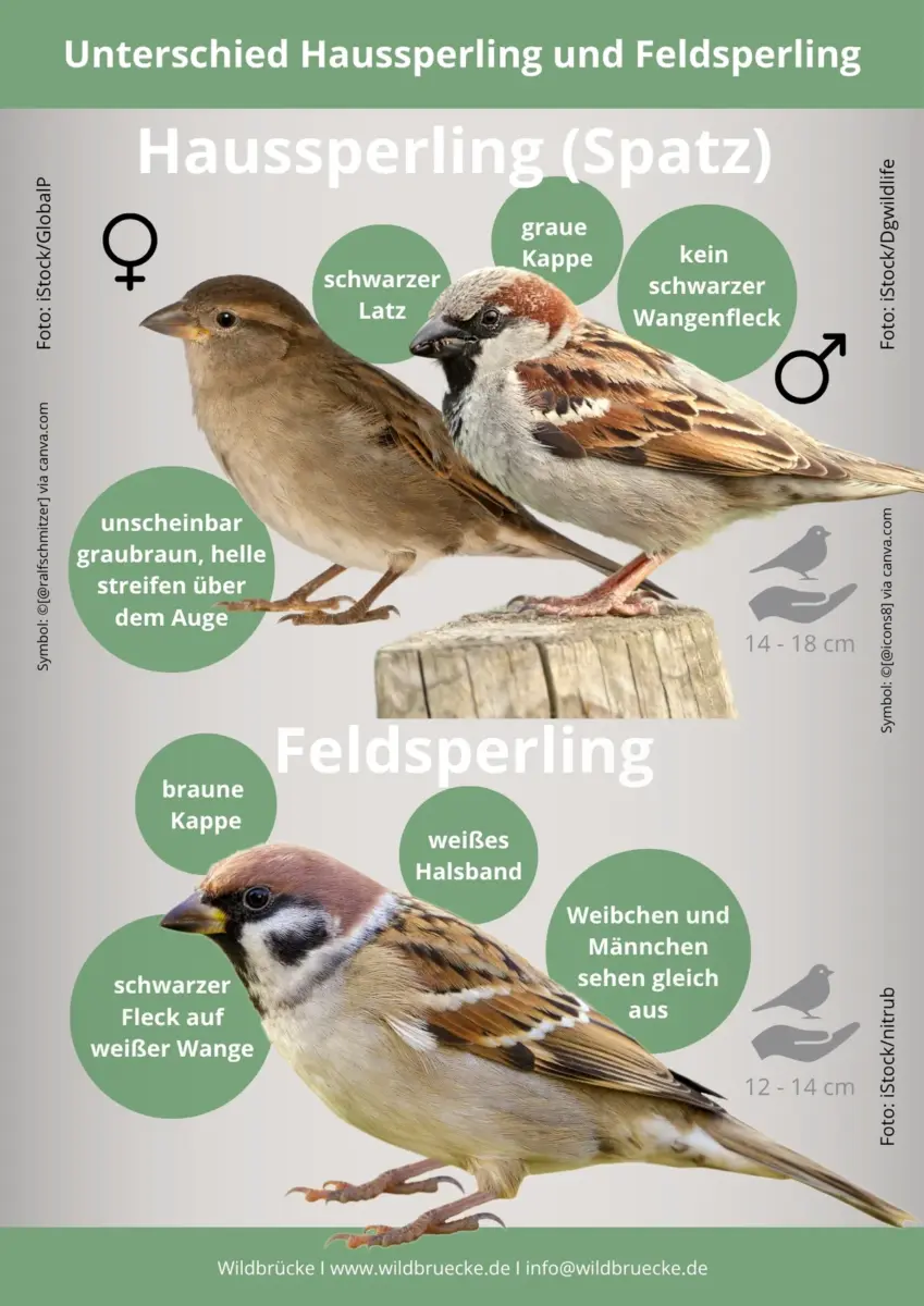 Unterschied Haussperling und Feldsperling