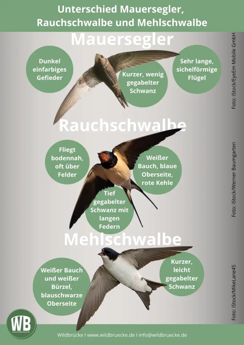 Unterschied Mauersegler und Rauchschwalbe