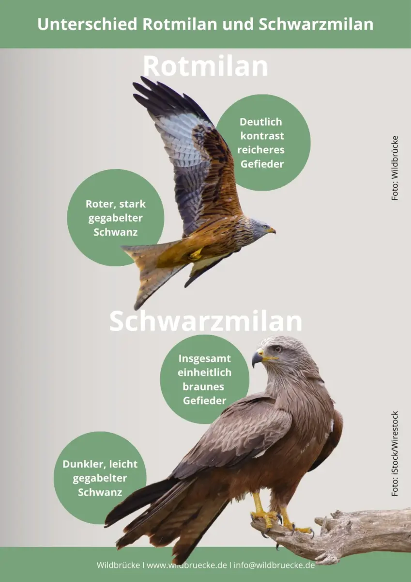 Unterschied Rotmilan und Schwarzmilan