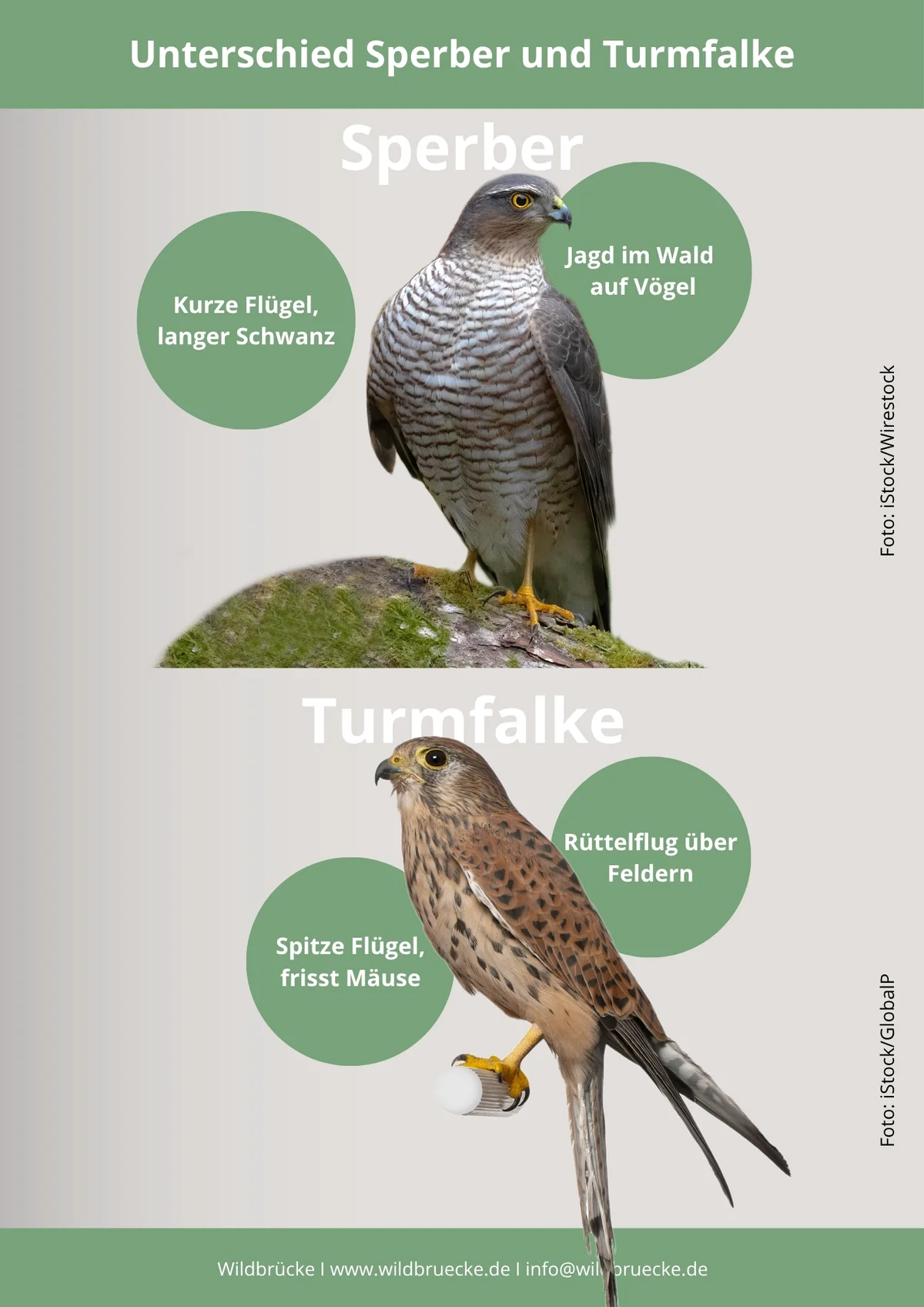 Unterschied Grünfink und Stieglitz - Vögel in Europa