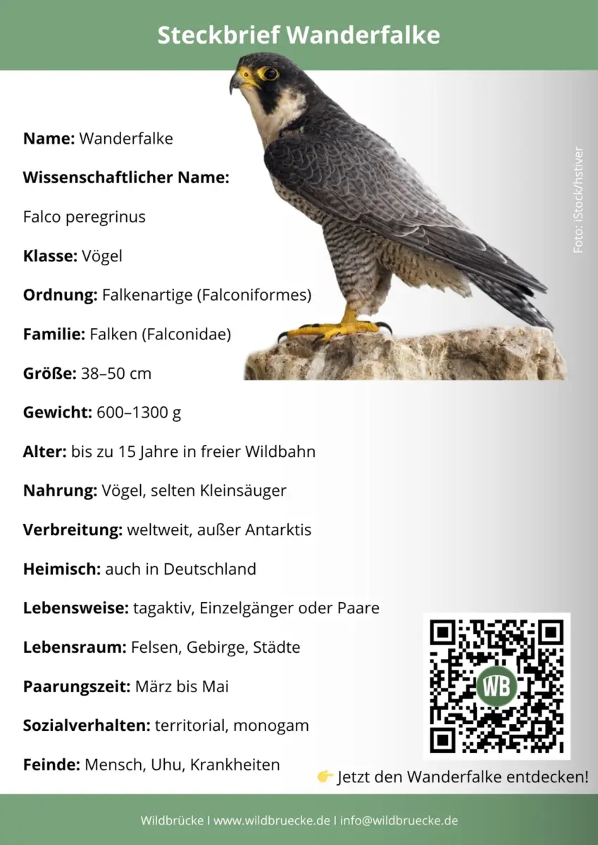 Wanderfalke Steckbrief
