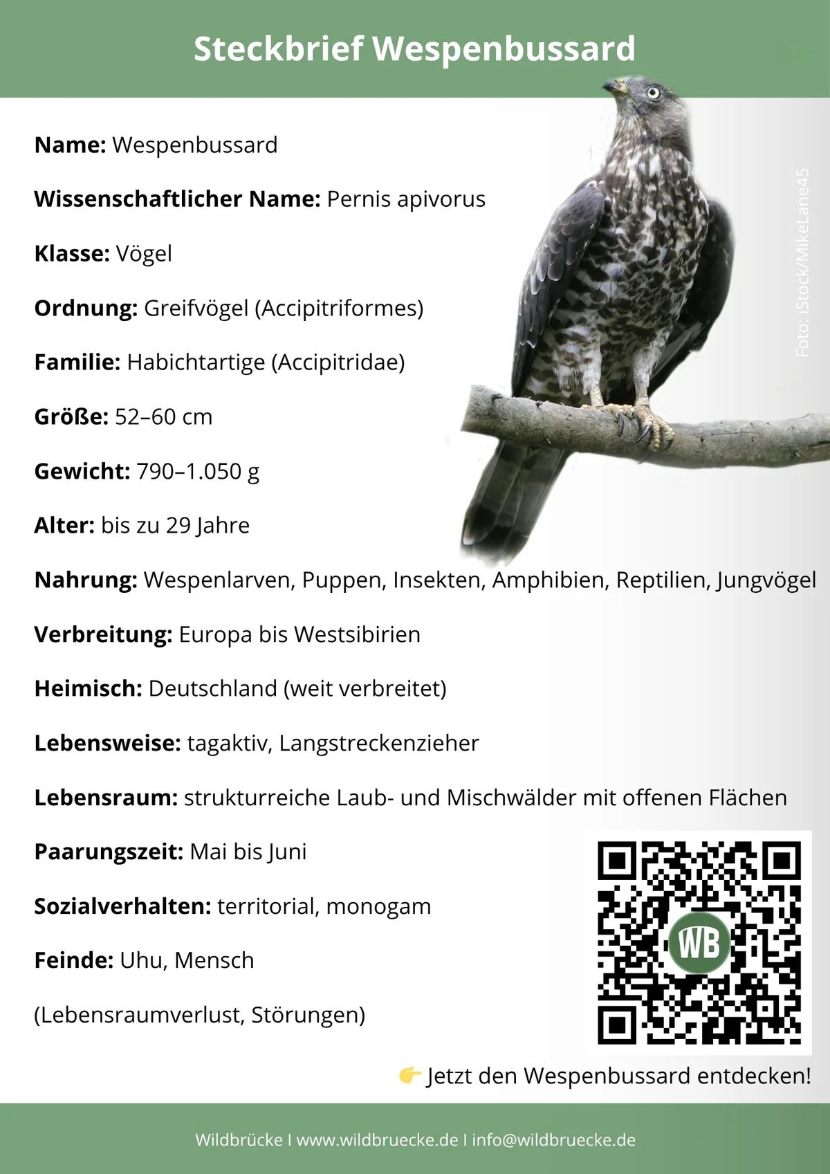 Wespenbussard Steckbrief - Vögel in Europa