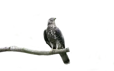 Wespenbussard