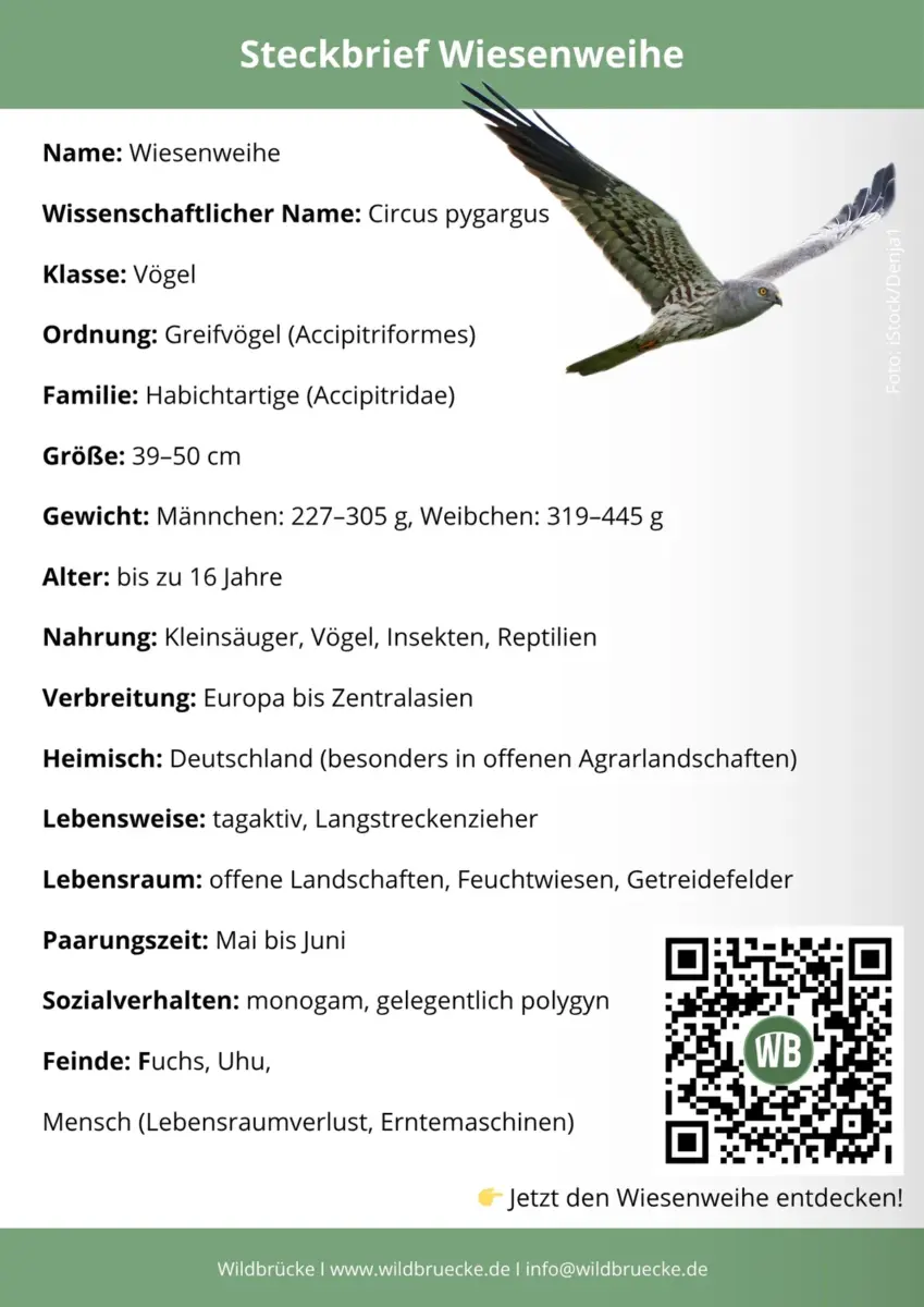 Wiesenweihe Steckbrief
