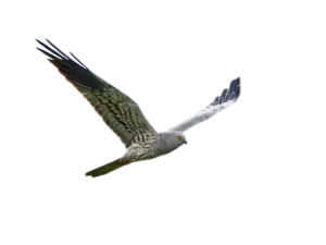 Wiesenweihe - Vögel in Europa