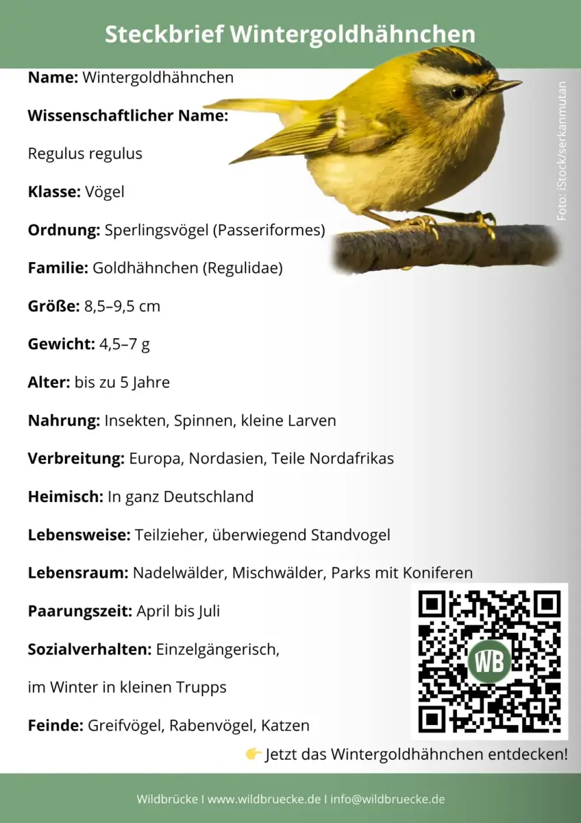 Wintergoldhähnchen Steckbrief