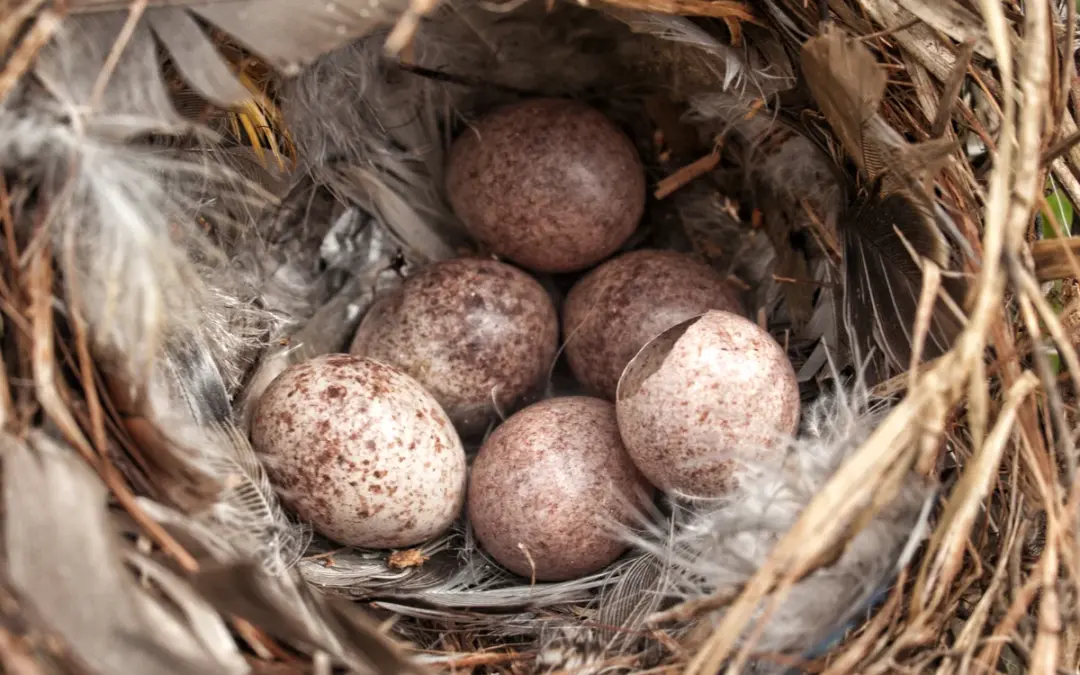 Zaunkönig Eier: So beginnt das Leben der kleinen Heckenbewohner