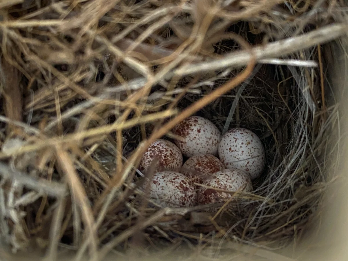 Zaunkönig Eier im Nest - Vögel in Europa