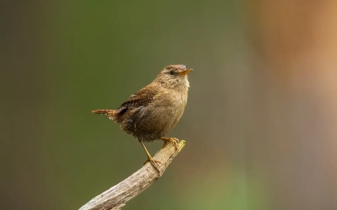 Zaunkönig Weibchen: Heimliche Baumeisterin und fürsorgliche Mutter