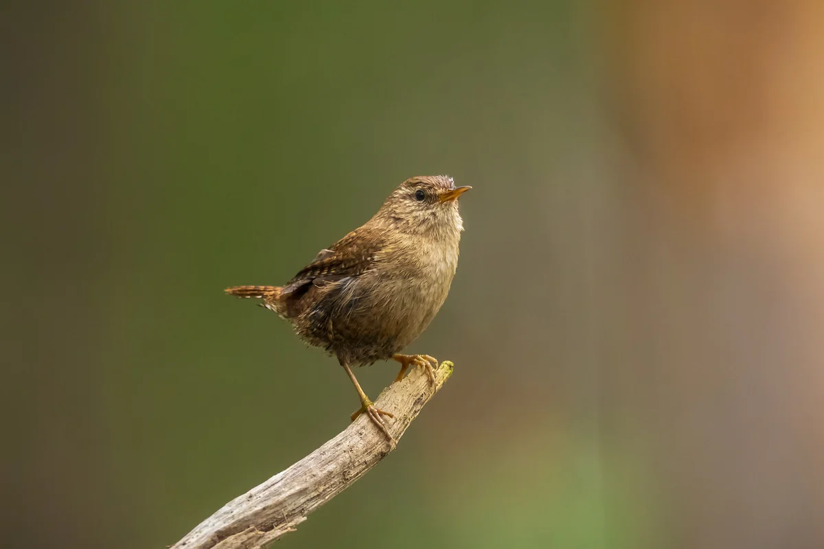 Zaunkönig Weibchen - Vögel in Europa