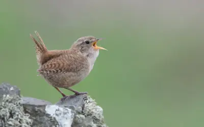 Zaunkönig ähnliche Vögel: So erkennst du die kleinen Verwechslungsarten