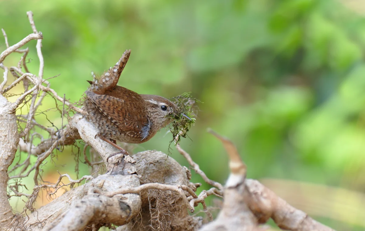 Zaunkönig beim Nestbau - Vögel in Europa Zaunkönig beim Nestbau - Vögel in Europa