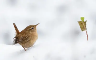 Zaunkönig im Winter: So trotzt der kleine Vogel Kälte und Schnee