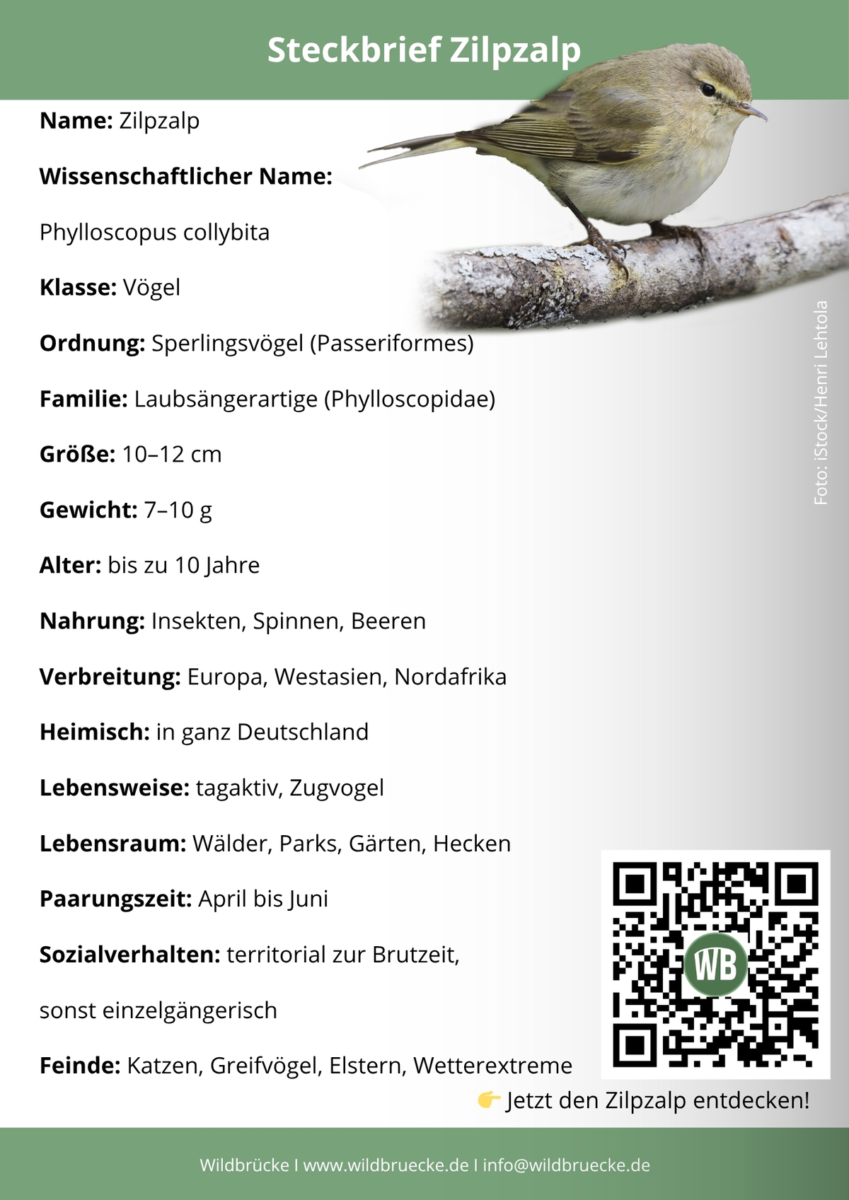 Zilpzalp Steckbrief