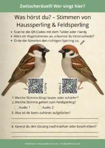 Zwitscherduell Wer singt hier Haussperling und Feldsperling - Vögel in Europa