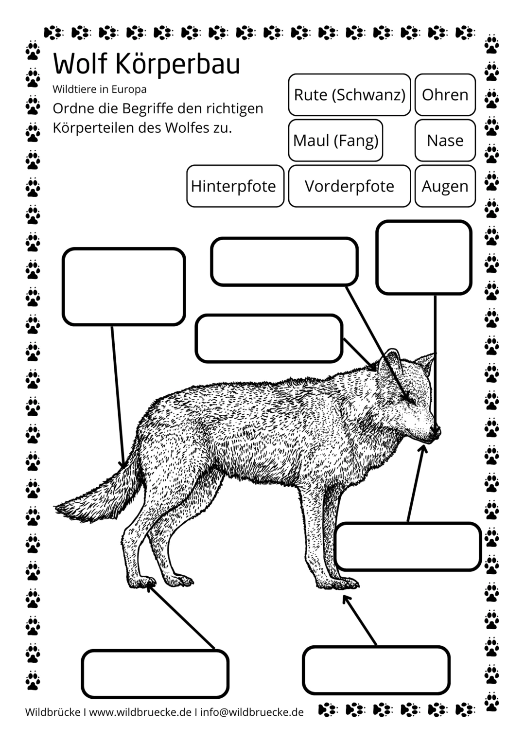 Arbeitsblatt Körperbau Wolf für Grundschule - Wildtiere in Europa s-w