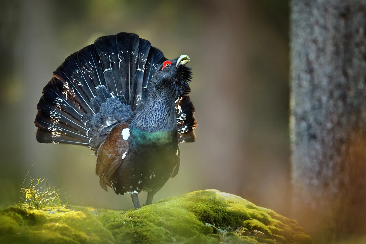 Auerhahn GerÀusch - Vögel in Europa Auerhahn GerÀusch - Vögel in Europa