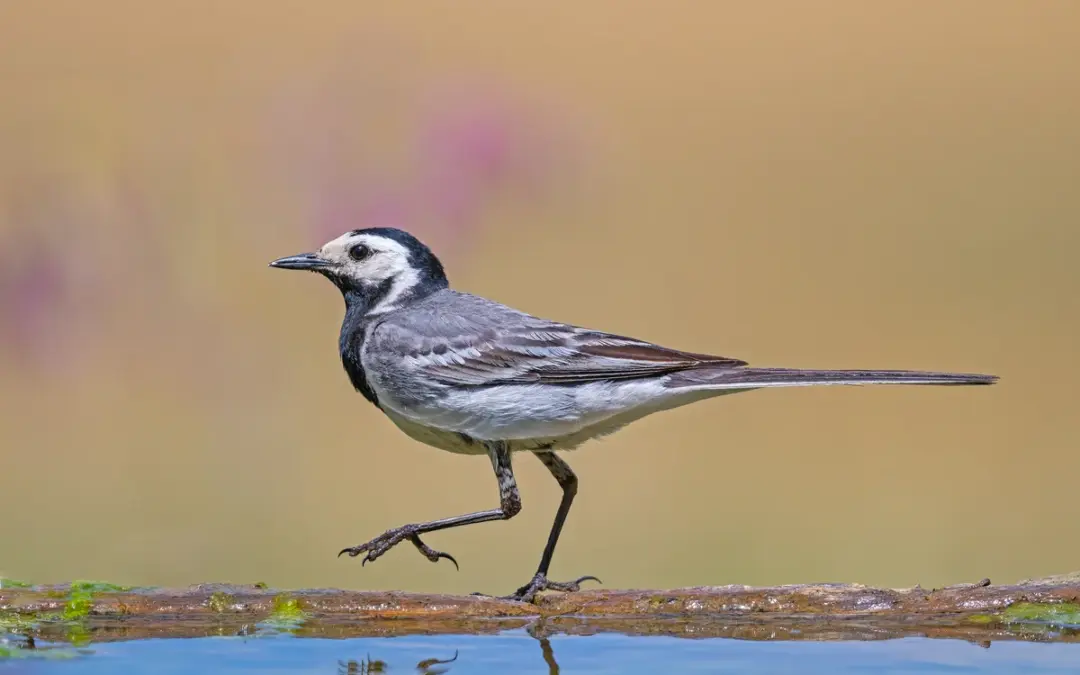 Bachstelze ähnlicher Vogel