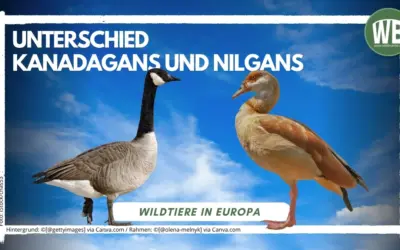 Unterschied Kanadagans und Nilgans