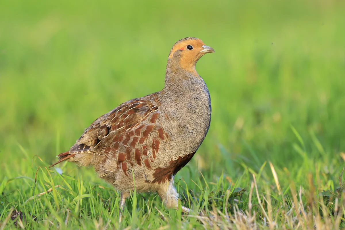 Das Rebhuhn Männchen - Vögel in Europa