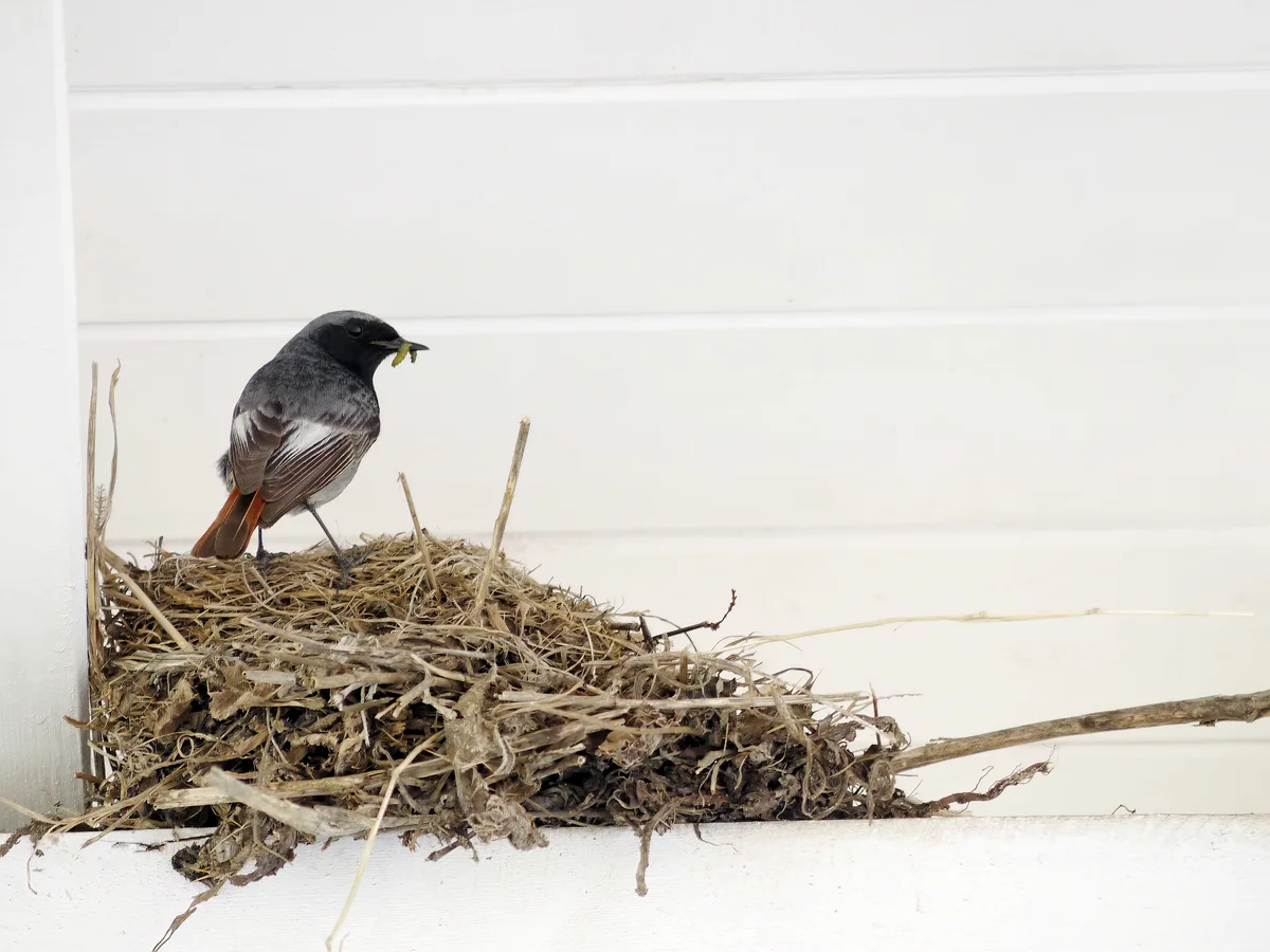 Der Hausrotschwanz Nestbau - Vögel in Europa