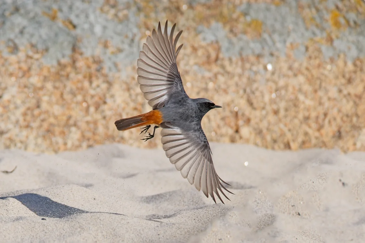 Der Hausrotschwanz Nistkasten - Vögel in Europa