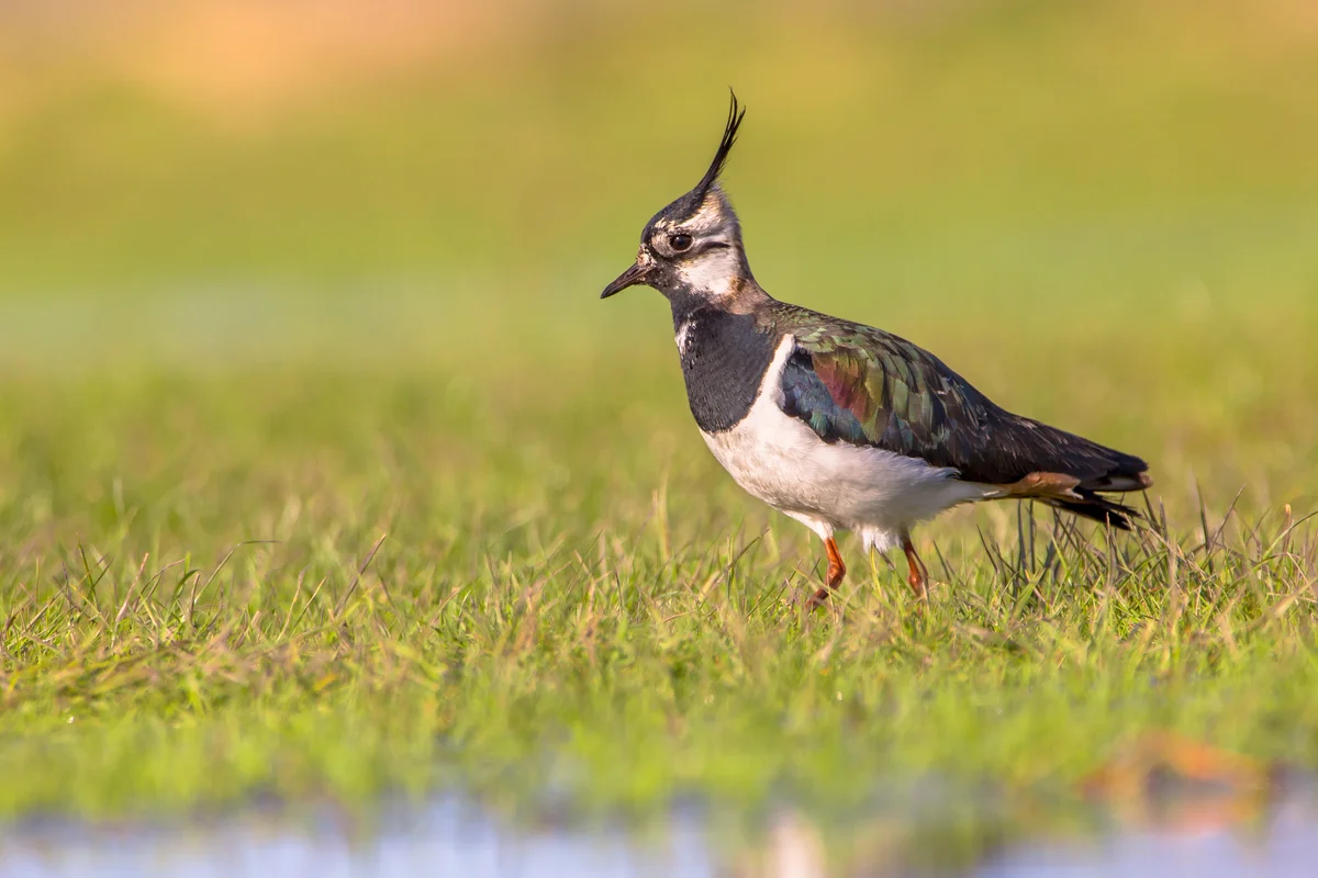Der Kiebitz Ruf - Vögel in Europa