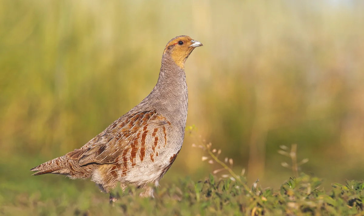 Der Rebhuhn Ruf - Vögel in Europa