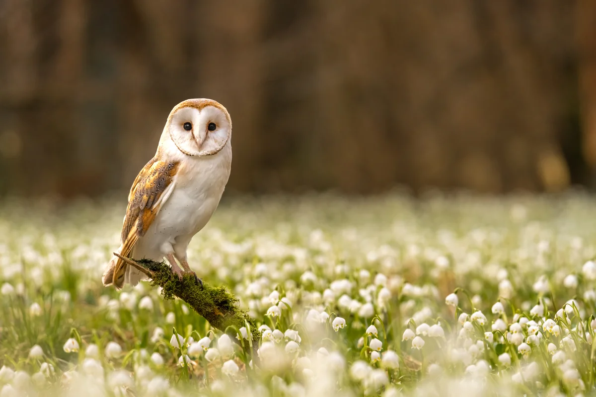 Der Schleiereule Ruf – Vögel in Europa