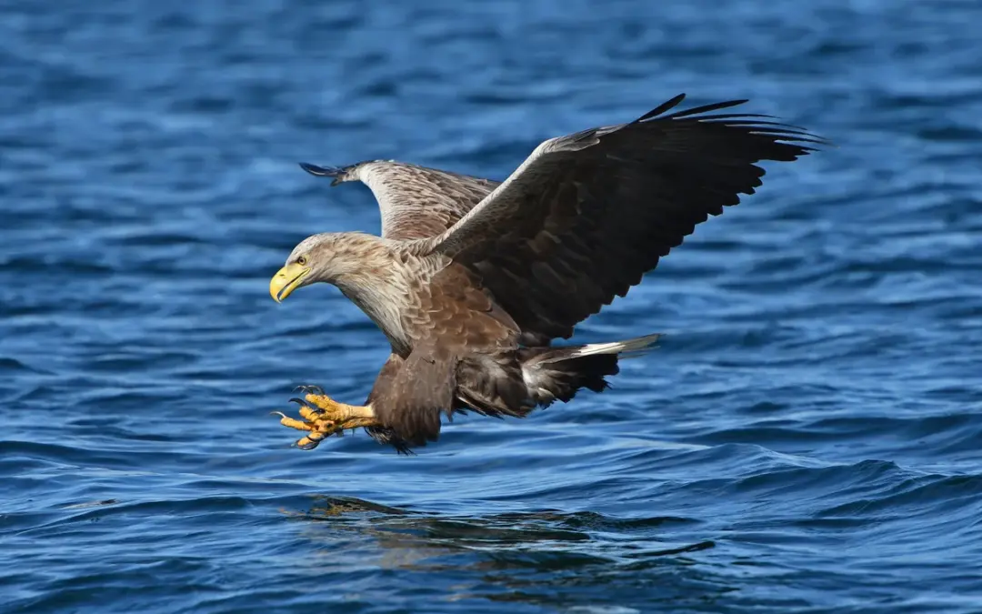 Seeadler in Deutschland