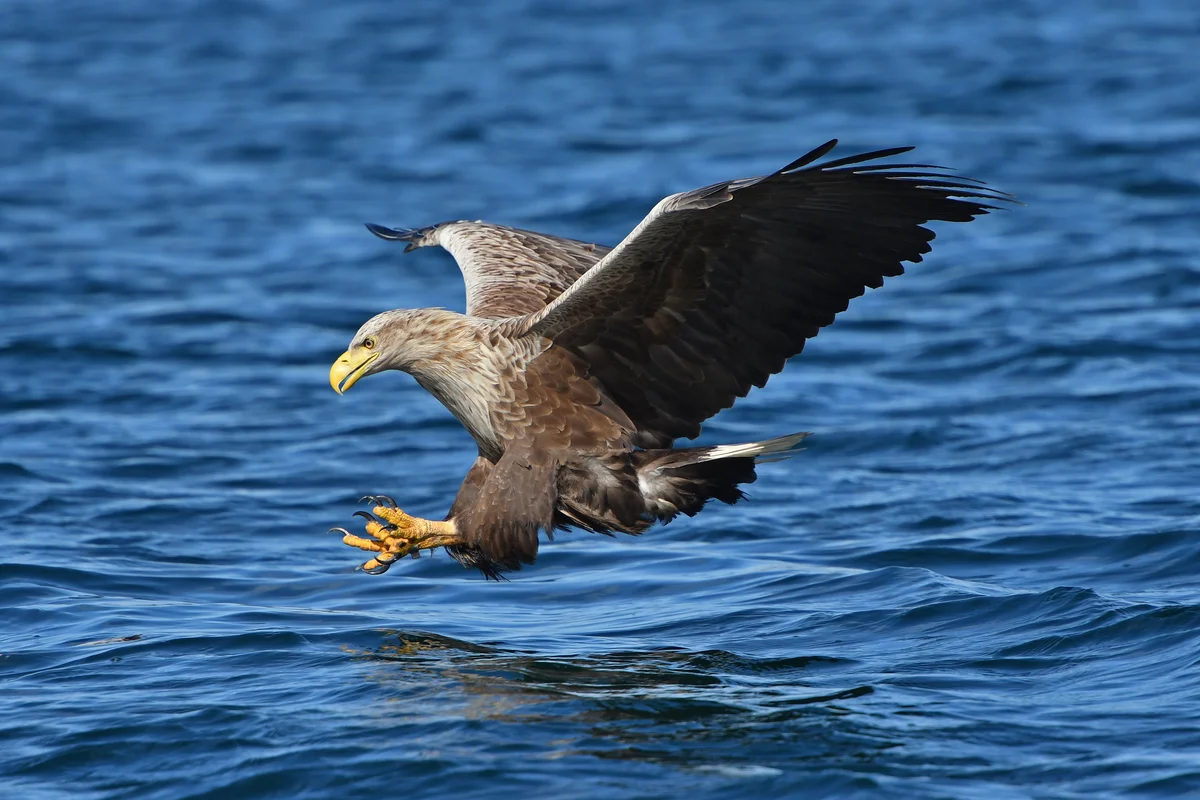 Der Seeadler in Deutschland - Vögel in Europa