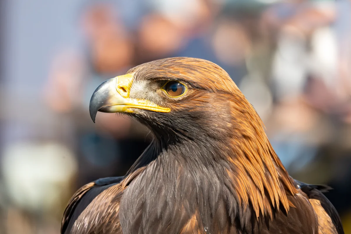 Der Steinadler in Deutschland – Vögel in Europa