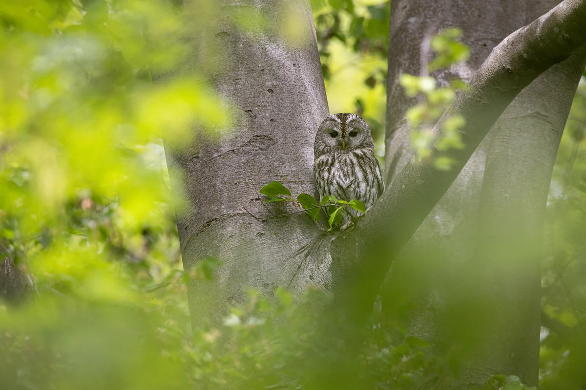 Der Waldkauz Ruf - Vögel in Europa Der Waldkauz Ruf - Vögel in Europa
