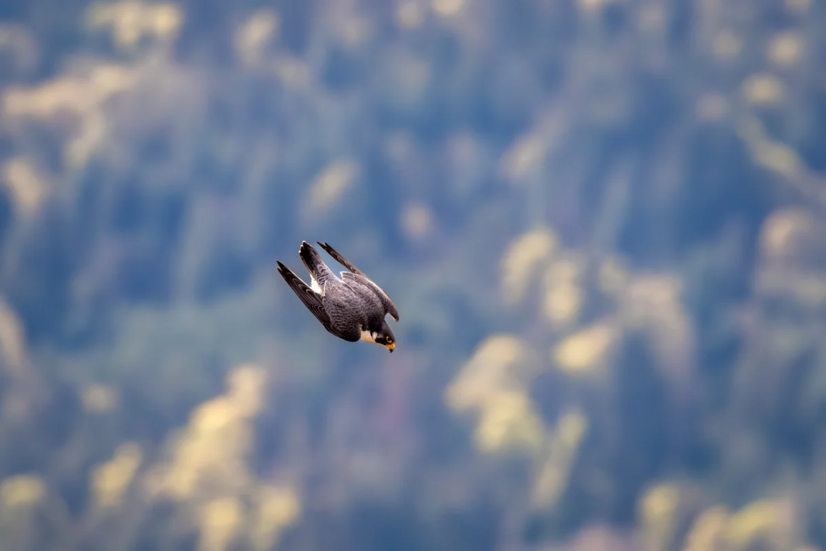 Der Wanderfalke Sturzflug - Vögel in Europa