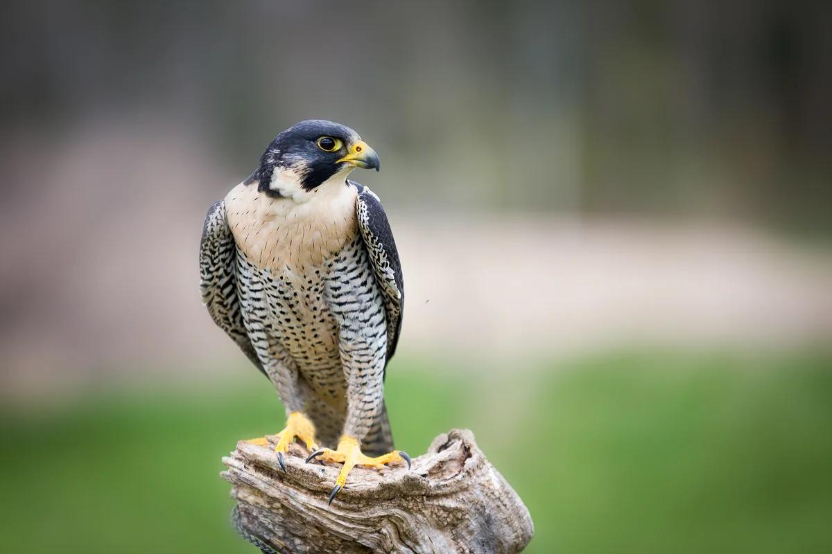 Der Wanderfalke im Steckbrief - Vögel in Europa