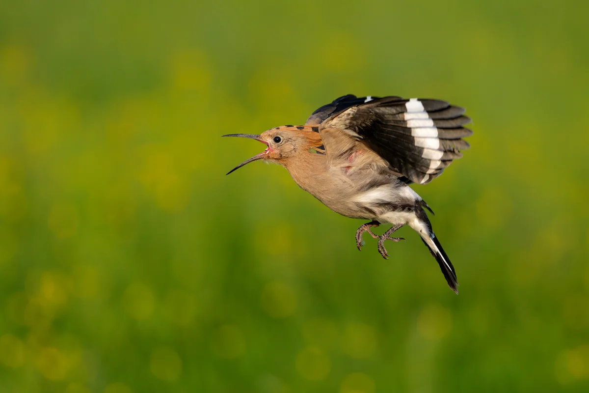 Der Wiedehopf Gesang - Vögel in Europa