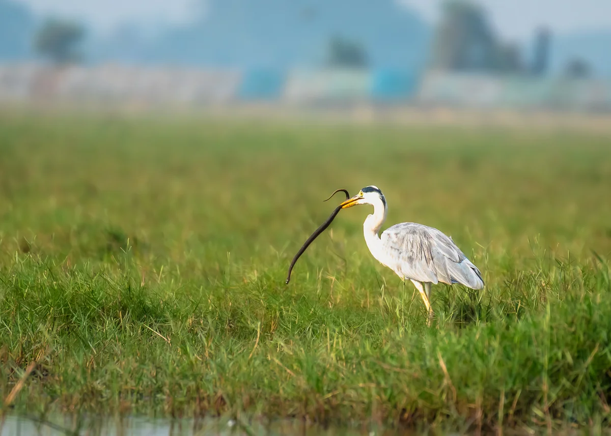 Die Graureiher Nahrung – Vögel in Europa