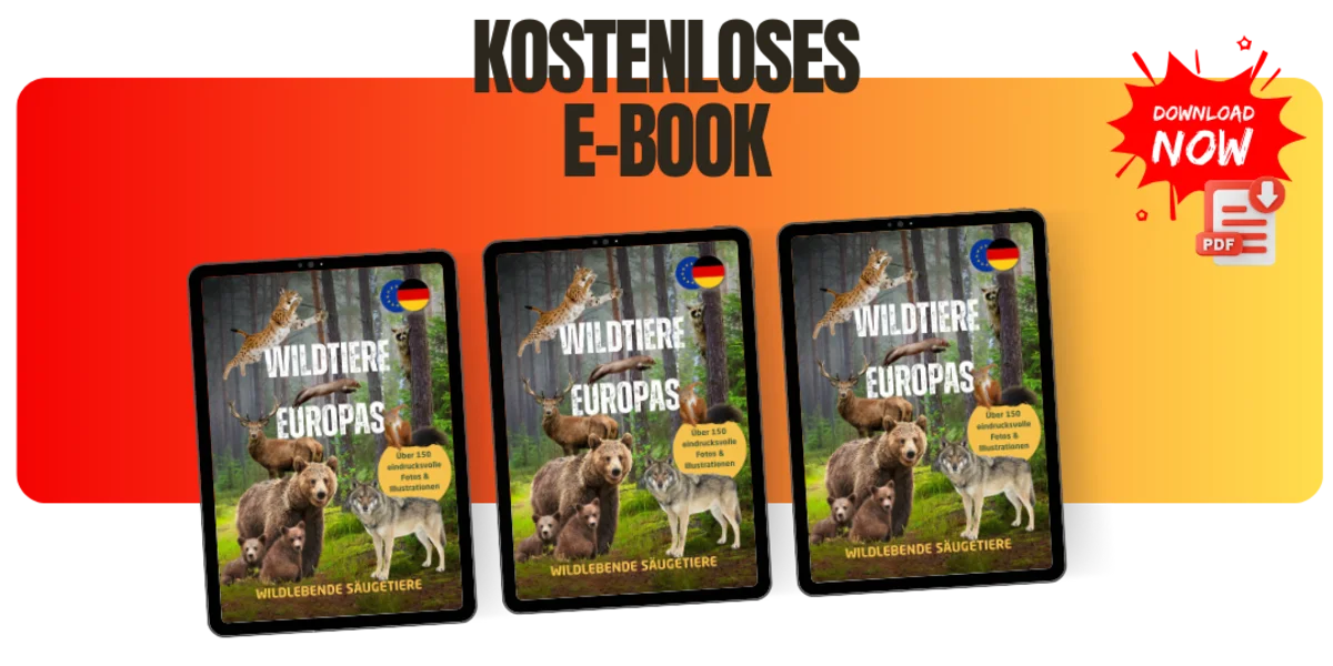 Exklusives E-Book Banner