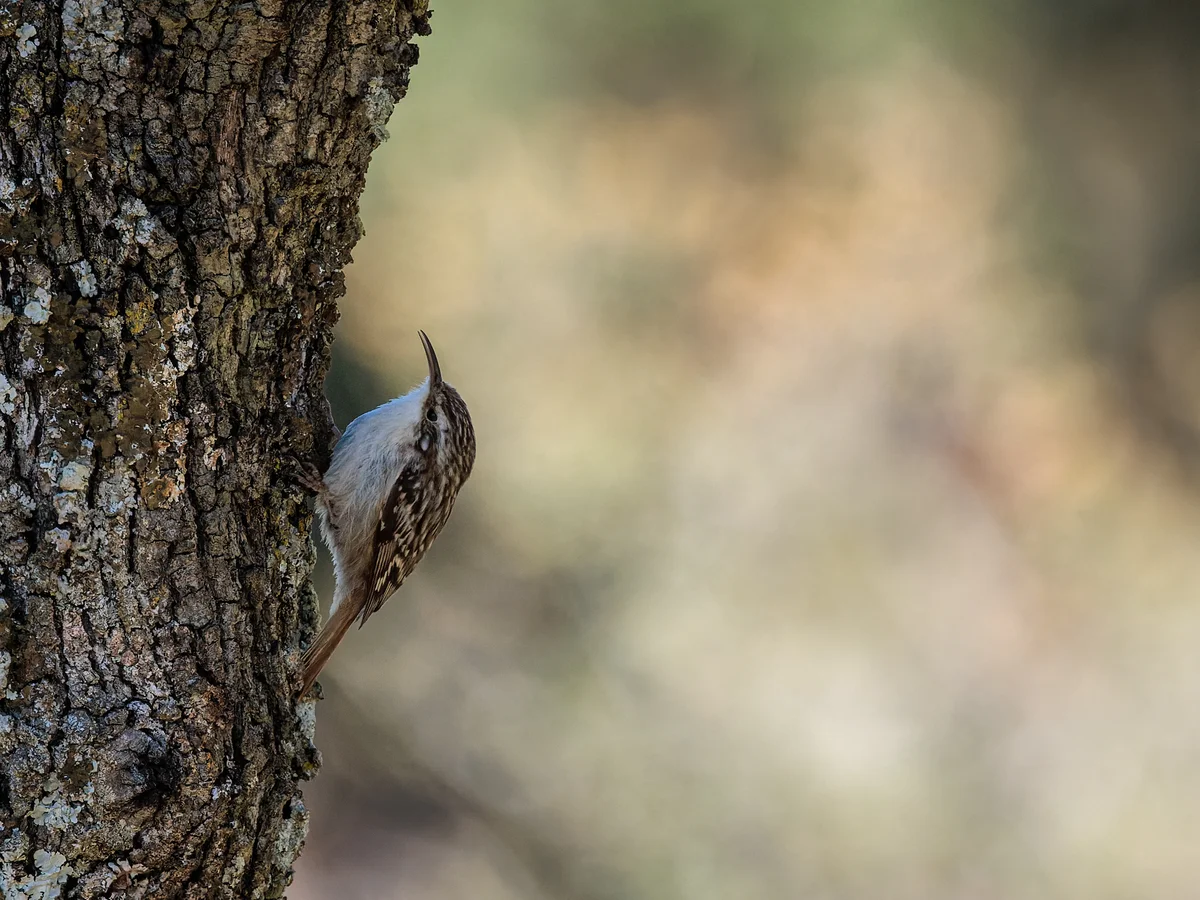 Kleiber ähnliche Vögel: Gartenbaumläufer - Vögel in Europa