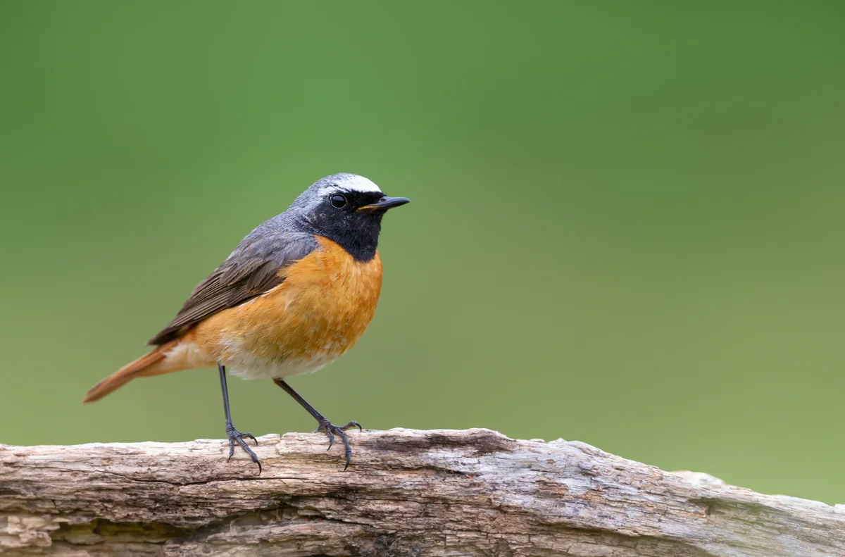 Gartenrotschwanz - Vögel in Europa