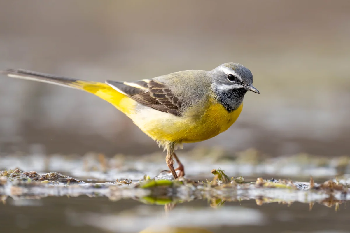 Bachstelze ähnlicher Vogel: Gebirgsstelze - Vögel in Europa
