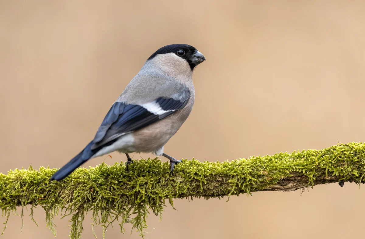 Gimpel Weibchen - Vögel in Europa