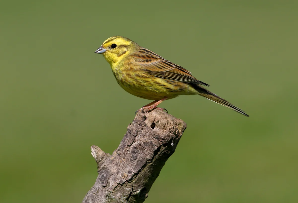 Goldammer Gesang – Vögel in Europa