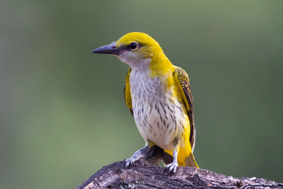 Goldammer ähnlicher Vogel der Pirol – Vögel in Europa