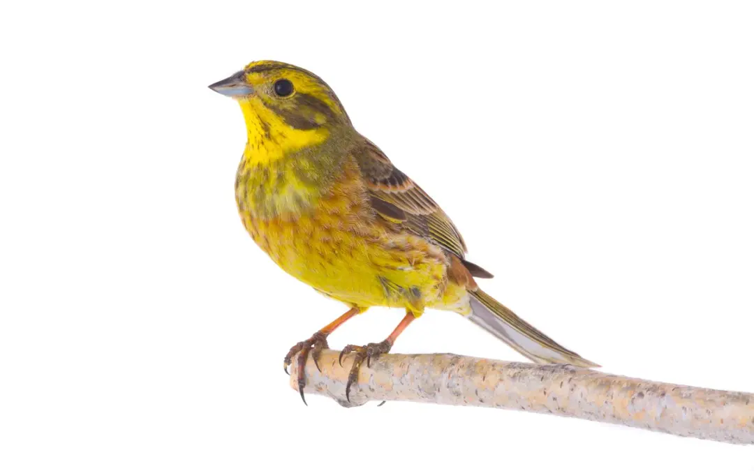 Goldammer ähnlicher Vogel